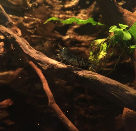 Zwangere Blauwe Tijgergarnaal